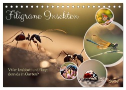 Cover-Bild zum Titel 'Filigrane Insekten (Tischkalender 2026 DIN A5 quer), CALVENDO Monatskalender' von 'Claudia Kleemann'
