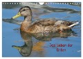 Das Leben der Enten (Wandkalender 2025 DIN A4 quer), CALVENDO Monatskalender - Kattobello Kattobello