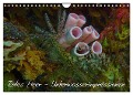 Rotes Meer - Unterwasserimpressionen (Wandkalender 2024 DIN A4 quer), CALVENDO Monatskalender - Lars Eberschulz