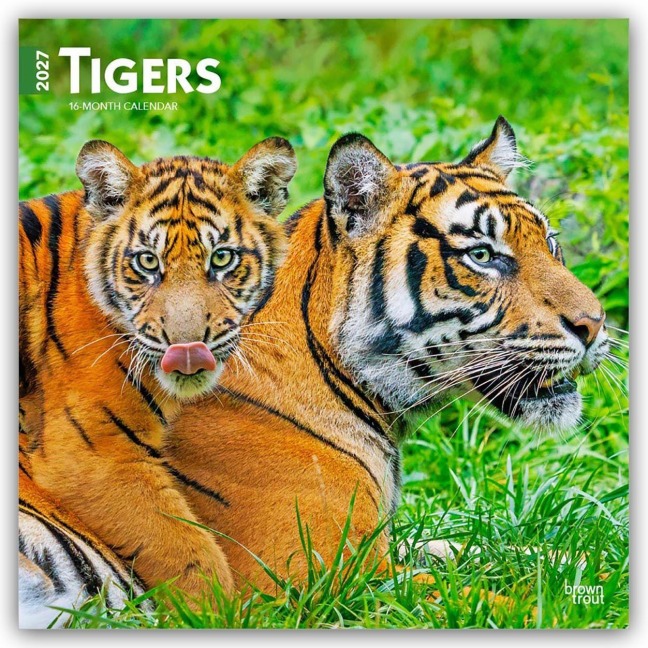 Tigers - Tiger 2027 - 16-Monatskalender - Browntrout Publishers