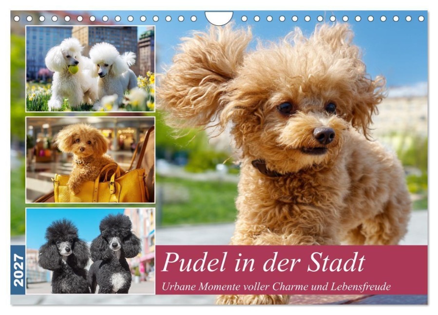 Pudel in der Stadt. Urbane Momente voller Charme und Lebensfreude (Wandkalender 2027 DIN A4 quer), CALVENDO Monatskalender - Rose Hurley