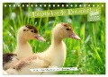 Entzückende Entenküken (Tischkalender 2025 DIN A5 quer), CALVENDO Monatskalender - Sabine Löwer