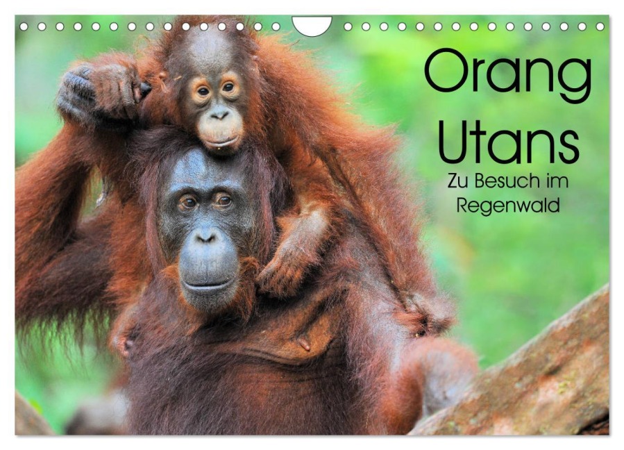 Orang Utans: Zu Besuch im Regenwald (Wandkalender 2026 DIN A4 quer), CALVENDO Monatskalender - Elmar Weiss