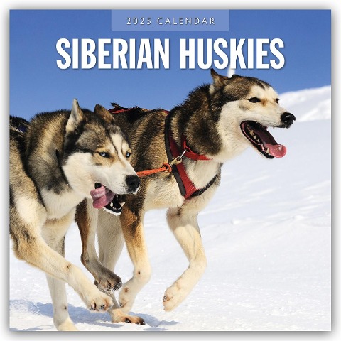 Siberian Huskies - Sibirischer Husky - Sibirische Huskys 2025 - 16-Monatskalender - Robin Red