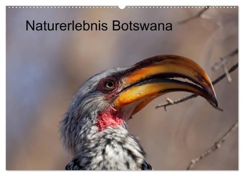 Naturerlebnis Botswana (Wandkalender 2025 DIN A2 quer), CALVENDO Monatskalender - Willy Bruechle