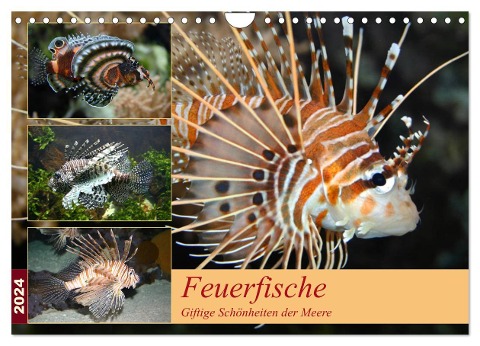 Feuerfische - Giftige Schönheiten der Meere (Wandkalender 2024 DIN A4 quer), CALVENDO Monatskalender - B. Mielewczyk