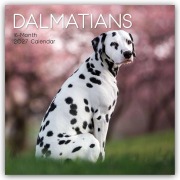 Cover-Bild zum Titel 'Dalmatians - Dalmatiner 2027 - 16-Monatskalender' von 'Gifted Stationery Co. Ltd'