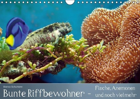 Bunte Riffbewohner - Fische, Anemonen und noch viel mehr (Wandkalender immerwährend DIN A4 quer) - Bianca Schumann