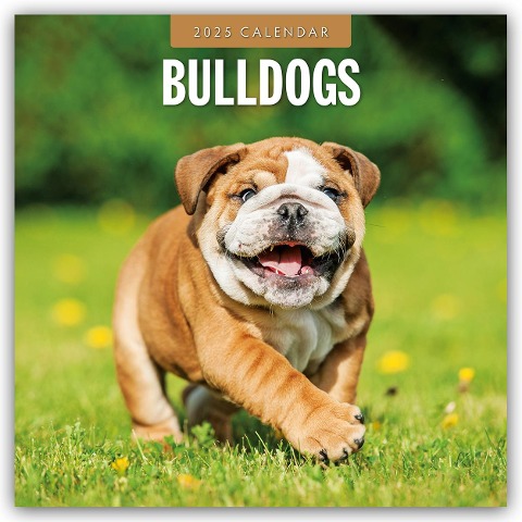 Bulldogs - Bulldoggen 2025 - 16-Monatskalender - 