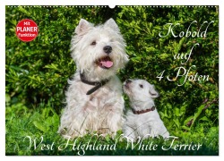 Cover-Bild zum Titel 'Kobold auf 4 Pfoten - West Highland White Terrier (Wandkalender 2026 DIN A2 quer), CALVENDO Monatskalender' von 'Sigrid Starick'