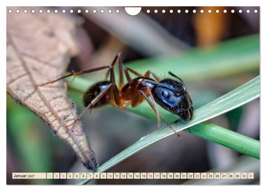 InsideView 6