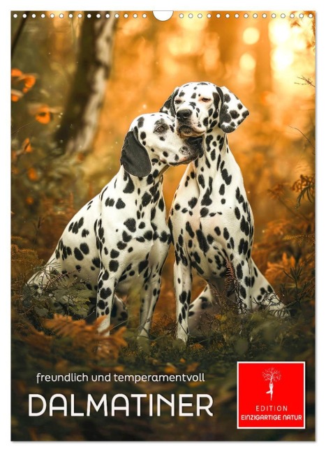 Dalmatiner - freundlich und temperamentvoll (Wandkalender 2026 DIN A3 hoch), CALVENDO Monatskalender - Peter Roder