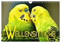 Wellensittiche - gesellige Freunde (Wandkalender 2025 DIN A4 quer), CALVENDO Monatskalender - Renate Utz