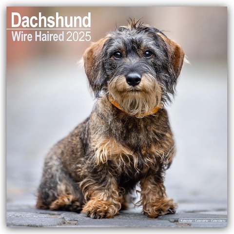 Wirehaired Dachshund - Rauhhaardackel 2025 - 16-Monatskalender - Avonside Publishing Ltd
