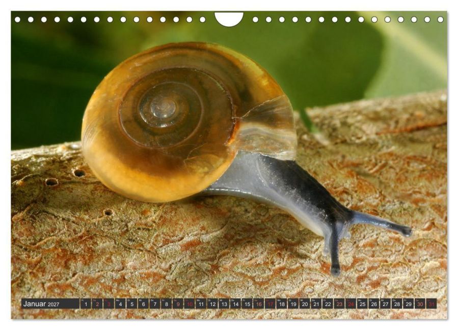 InsideView 6