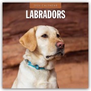 Labradors - Labradore - Labrador Retriever 2026 - 16-Monatskalender - Robin Red