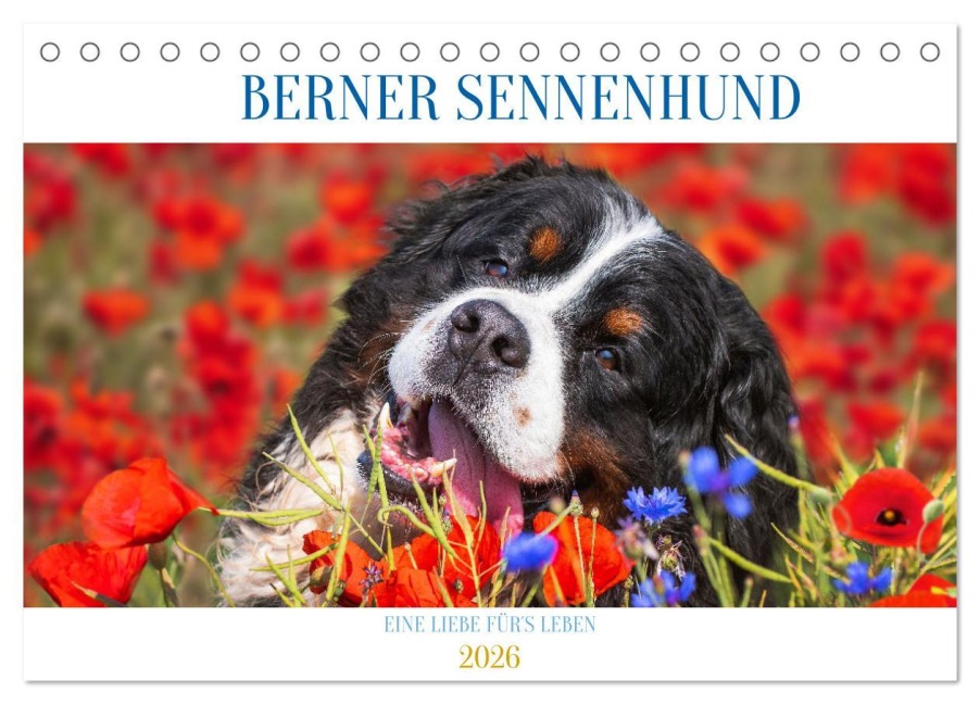 Berner Sennenhund - Eine Liebe für¿s Leben (Tischkalender 2026 DIN A5 quer), CALVENDO Monatskalender - Sigrid Starick