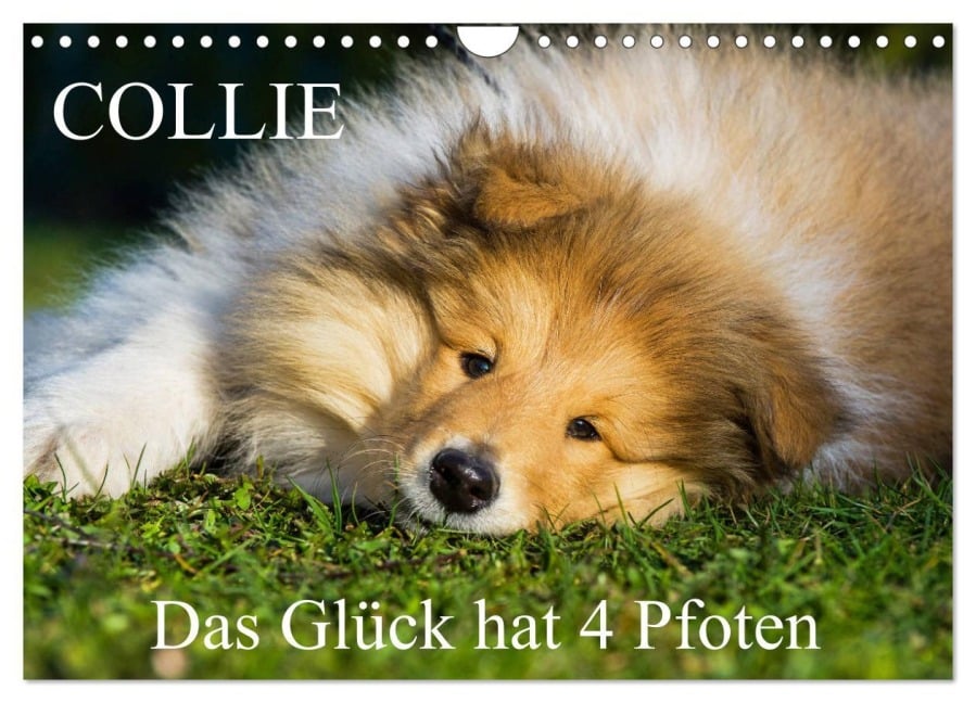 Collie - Das Glück hat 4 Pfoten (Wandkalender 2026 DIN A4 quer), CALVENDO Monatskalender - Sigrid Starick