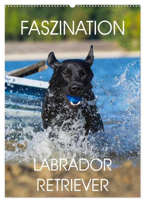 Faszination Labrador Retriever (Wandkalender 2026 DIN A2 hoch), CALVENDO Monatskalender - Sigrid Starick