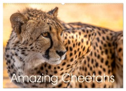 Amazing Cheetahs (Wall Calendar 2026 DIN A2 landscape), CALVENDO 12 Month Wall Calendar - Tina Olbrich