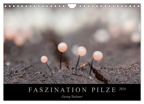 FASZINATION PILZE 2024 (Wandkalender 2024 DIN A4 quer), CALVENDO Monatskalender - Georg Stelzner