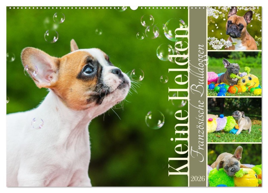 Kleine Helden - Französische Bulldoggen (Wandkalender 2026 DIN A2 quer), CALVENDO Monatskalender - Sigrid Starick