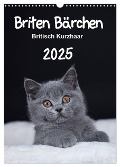 Briten Bärchen ¿ Britisch Kurzhaar 2025 (Wandkalender 2025 DIN A3 hoch), CALVENDO Monatskalender - Heidi Bollich