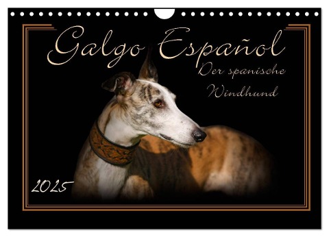 Galgo Español 2025- Der spanische Windhund (Wandkalender 2025 DIN A4 quer), CALVENDO Monatskalender - Andrea Redecker