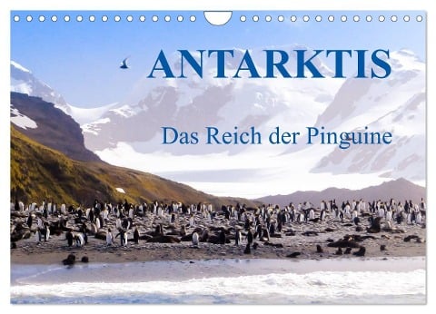 Antarktis - Das Reich der Pinguine (Wandkalender 2024 DIN A4 quer), CALVENDO Monatskalender - Max Steinwald