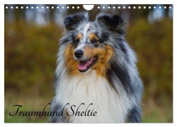 Cover-Bild zum Titel 'Traumhund Sheltie (Wandkalender 2026 DIN A4 quer), CALVENDO Monatskalender' von 'Sigrid Starick'