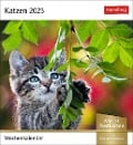 Katzen Postkartenkalender 2025 - Wochenkalender mit 53 Postkarten - 