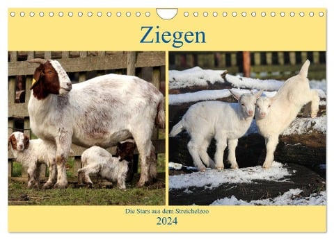 Ziegen - Die Stars aus dem Streichelzoo (Wandkalender 2024 DIN A4 quer), CALVENDO Monatskalender - Arno Klatt