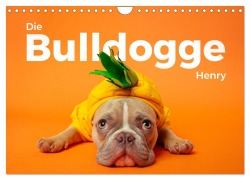 Cover-Bild zum Titel 'Die Bulldogge Henry (Wandkalender 2026 DIN A4 quer), CALVENDO Monatskalender' von 'M. Scott'