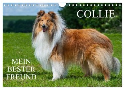 Cover-Bild zum Titel 'Collie - Mein bester Freund (Wandkalender 2026 DIN A4 quer), CALVENDO Monatskalender' von 'Sigrid Starick'