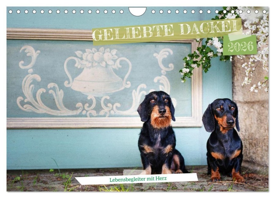 Geliebte Dackel (Wandkalender 2026 DIN A4 quer), CALVENDO Monatskalender - Ulrike Köser