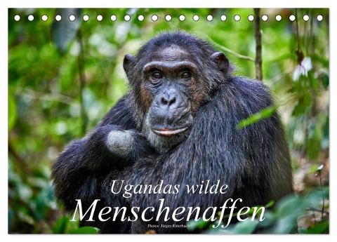 Ugandas wilde Menschenaffen (Tischkalender 2024 DIN A5 quer), CALVENDO Monatskalender - Jürgen Ritterbach