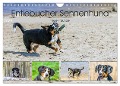 Entlebucher Sennenhund - treue Freunde (Wandkalender 2024 DIN A4 quer), CALVENDO Monatskalender - SchnelleWelten SchnelleWelten