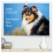 Cover-Bild zum Titel 'Der Collie - ein Hund fürs Herz (hochwertiger Premium Wandkalender 2026 DIN A2 quer), Kunstdruck in Hochglanz' von 'Sigrid Starick'
