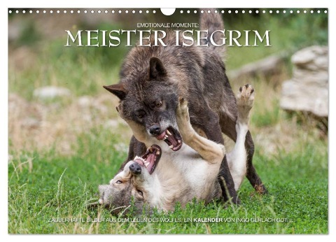 Meister Isegrim (Wandkalender 2024 DIN A3 quer), CALVENDO Monatskalender - Ingo Gerlach GDT