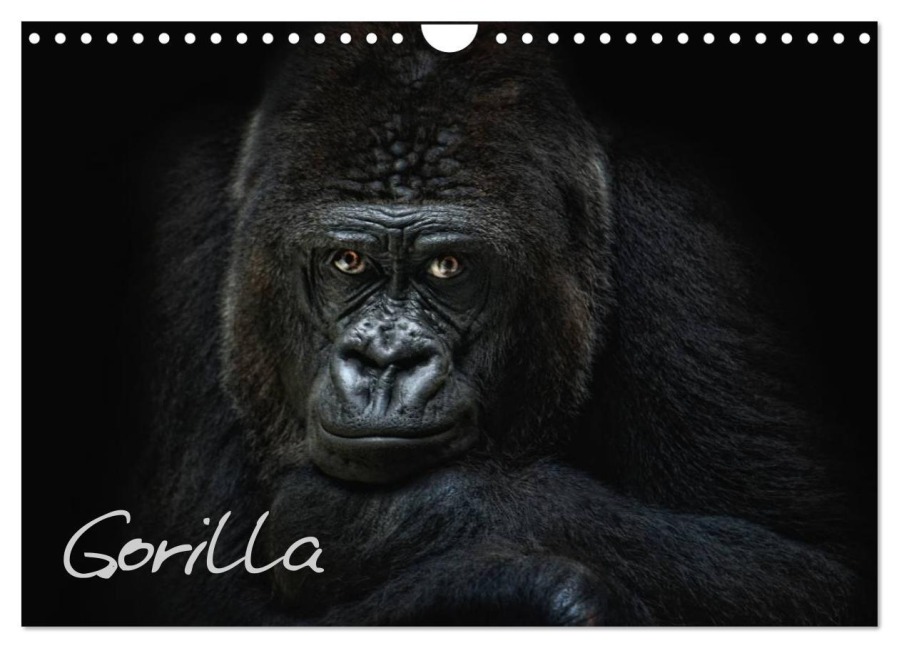 Gorilla (Wandkalender 2026 DIN A4 quer), CALVENDO Monatskalender - Joachim Pinkawa Jo. PinX