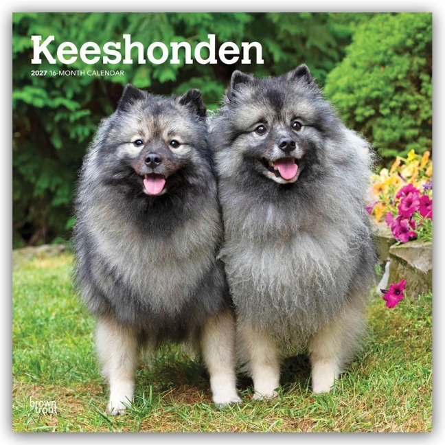 Keeshonden - Wolfsspitz 2027 - 16-Monatskalender - Browntrout Publishers