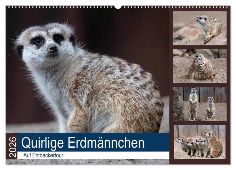 Quirlige Erdmännchen (Wandkalender 2026 DIN A2 quer), CALVENDO Monatskalender - Manuela Falke