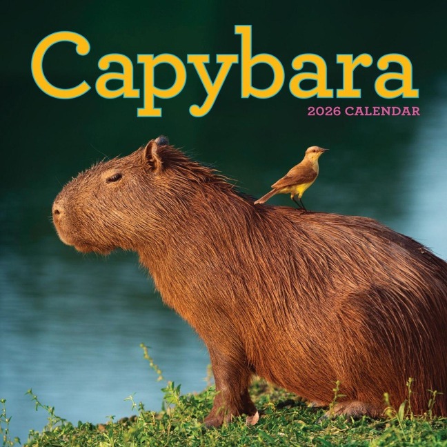 Capybara Wall Calendar 2026 - 