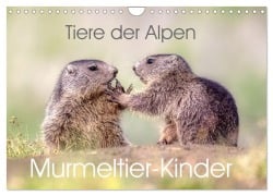 Cover-Bild zum Titel 'Tiere der Alpen - Murmeltier-Kinder (Wandkalender 2026 DIN A4 quer), CALVENDO Monatskalender' von 'Judith Kuhn'