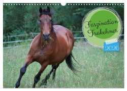 Faszination Trakehner (Wandkalender 2026 DIN A3 quer), CALVENDO Monatskalender - Babett Paul - Babetts Bildergalerie