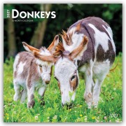 Cover-Bild zum Titel 'Donkeys - Esel 2027 - 16-Monatskalender' von 'Browntrout Publishers'