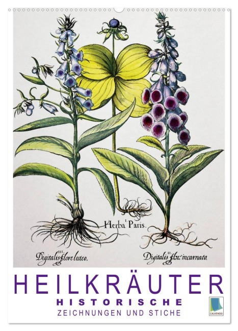 Heilkräuter: Historische Zeichnungen und Stiche (Wandkalender 2026 DIN A2 hoch), CALVENDO Monatskalender - Calvendo Calvendo