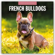 Cover-Bild zum Titel 'French Bulldogs - Französische Bulldoggen 2027 - 16-Monatskalender' von 'Robin Red'