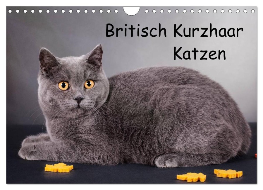 Britisch Kurzhaar Katzen (Wandkalender 2026 DIN A4 quer), CALVENDO Monatskalender - Gabriela Wejat-Zaretzke