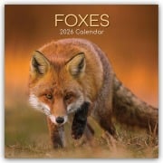 Cover-Bild zum Titel 'Foxes - Füchse 2026 - 16-Monatskalender' von 'The Gifted'